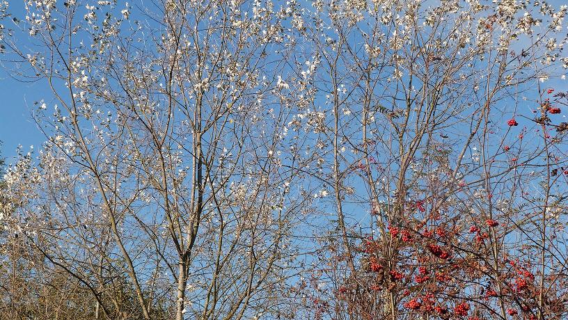 Anne-Sophie Delcoigne